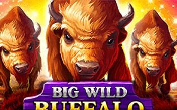 Big Wild Buffalo